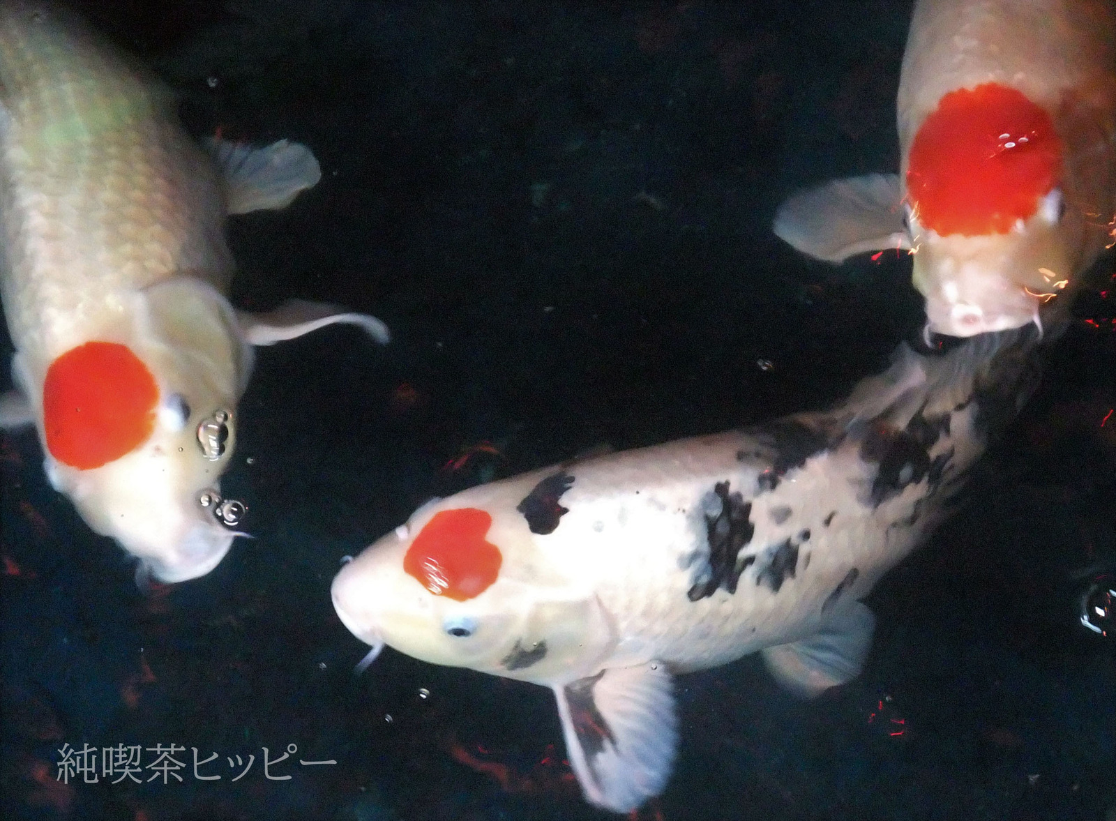 DSCF3288