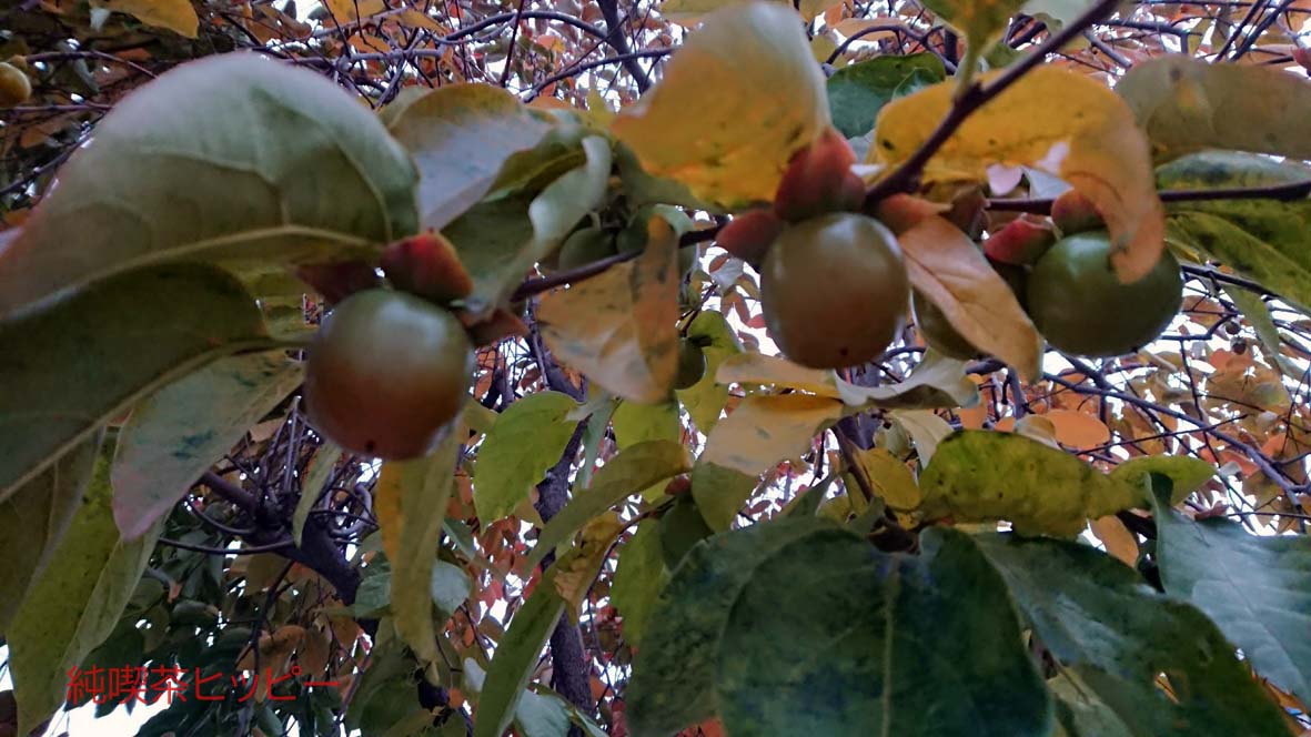 f:id:jkhippie:20191104202745j:plain