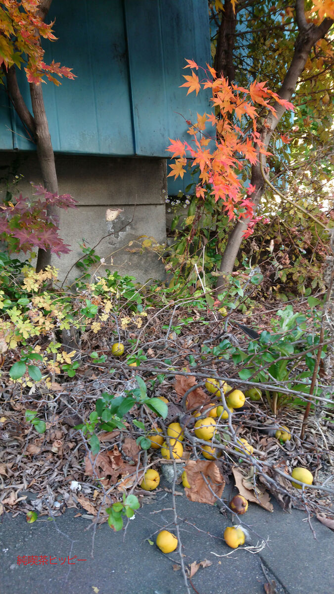 f:id:jkhippie:20191101195319j:plain