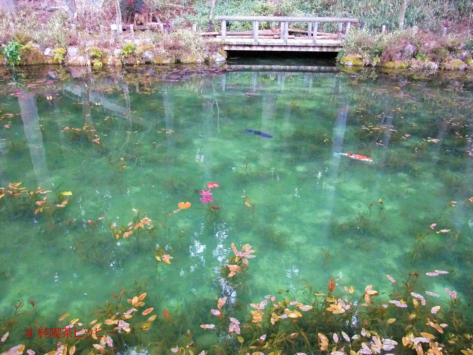名もなき池(通称　モネの池)