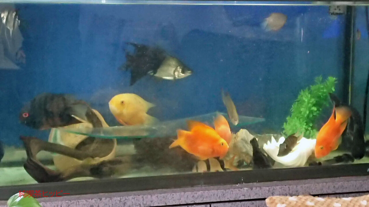 f:id:jkhippie:20200412111540j:plain f:id:jkhippie:20200412111540j:plain