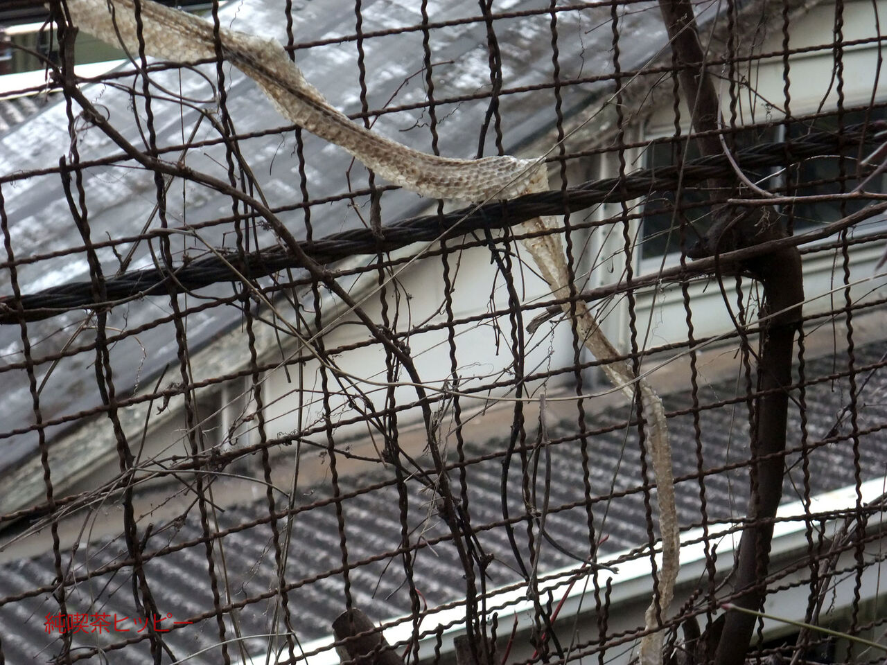 f:id:jkhippie:20200220205953j:plain f:id:jkhippie:20200220205953j:plain