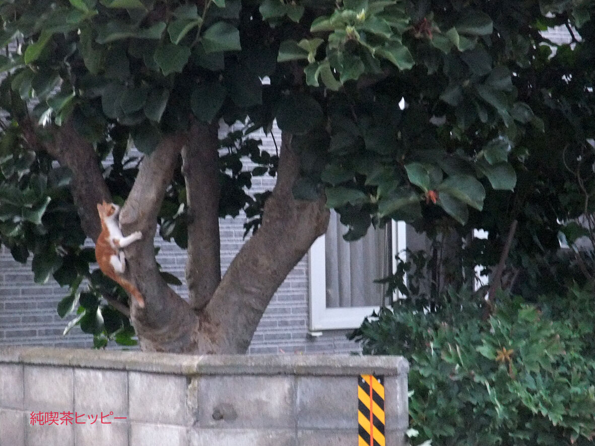 f:id:jkhippie:20191031210904j:plain