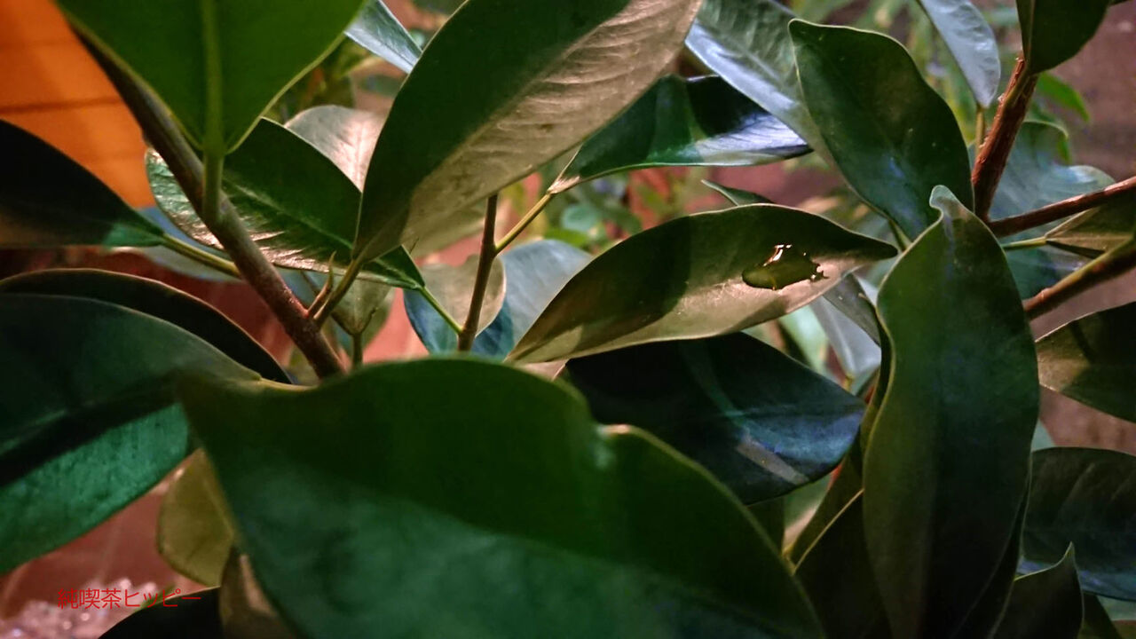 f:id:jkhippie:20200423202105j:plain