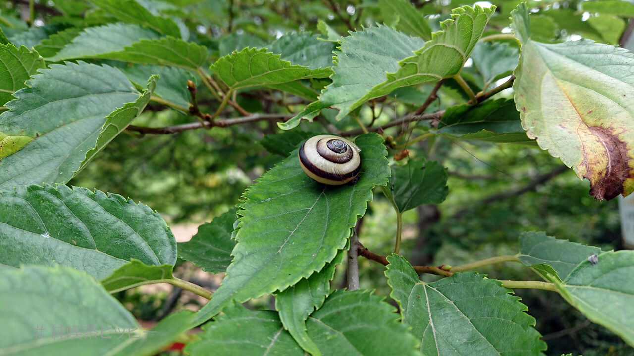 f:id:jkhippie:20200906074139j:plain f:id:jkhippie:20200906074139j:plain