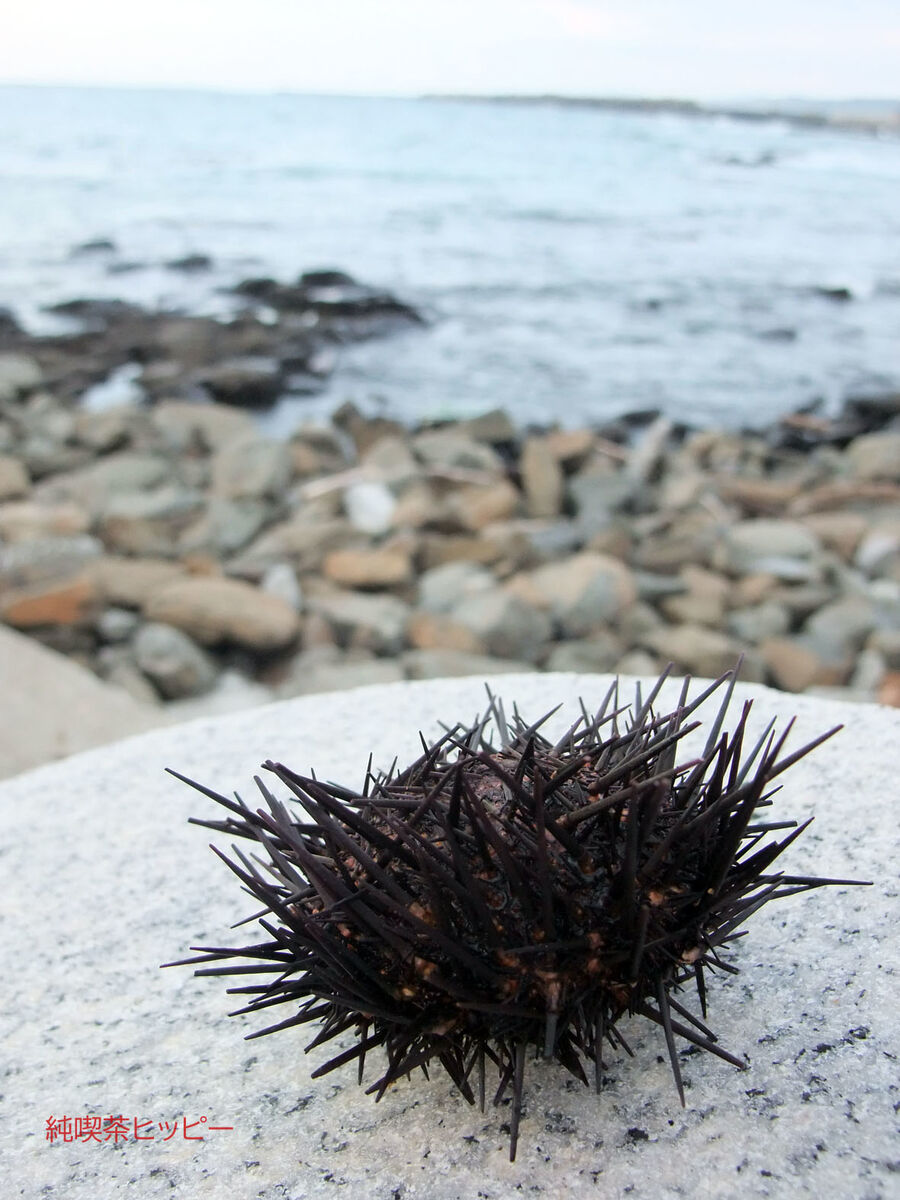 f:id:jkhippie:20191113195922j:plain