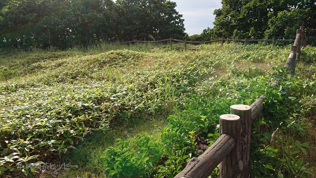 f:id:jkhippie:20200914203955j:plain