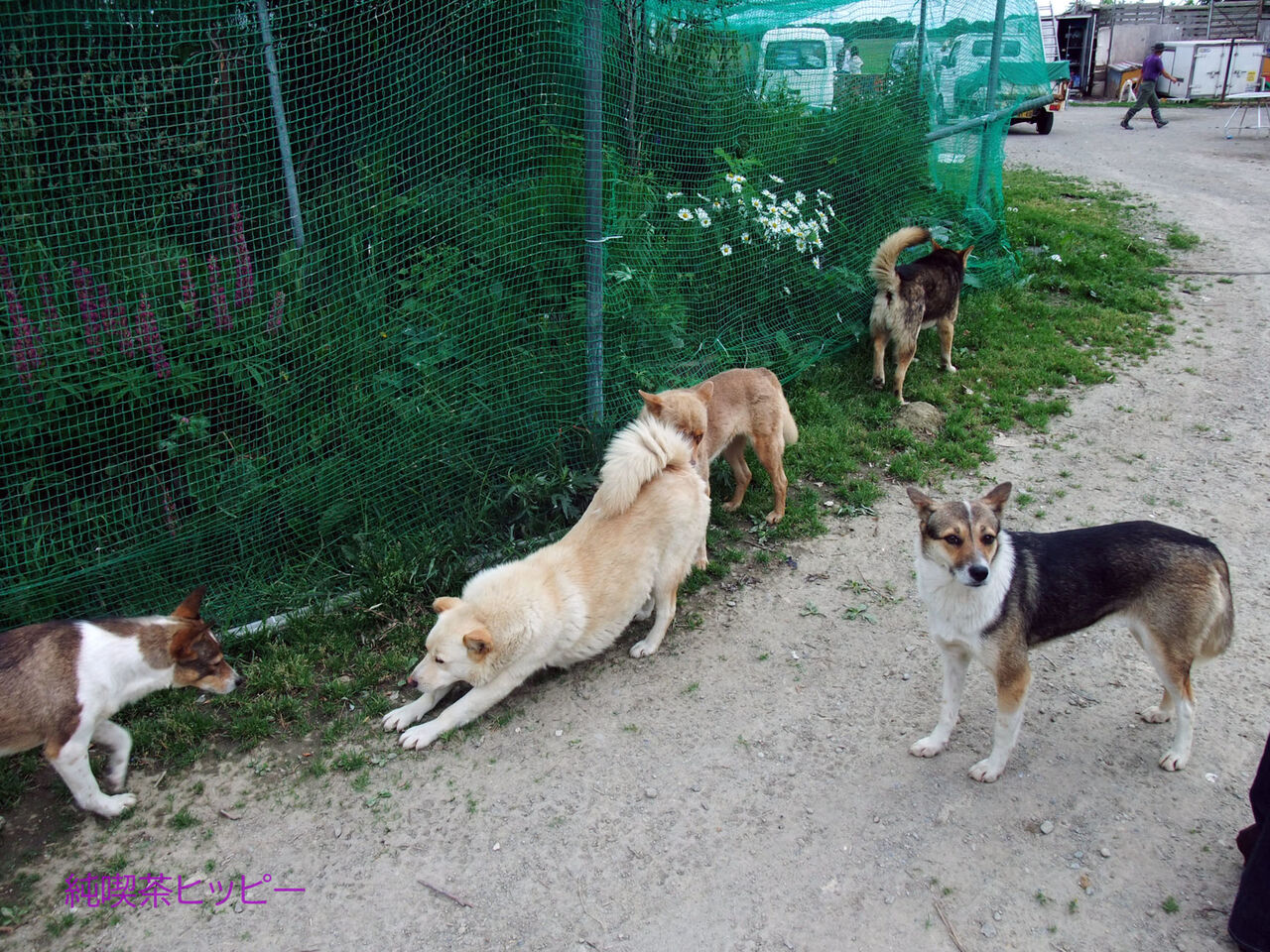 f:id:jkhippie:20200408195602j:plain f:id:jkhippie:20200408195602j:plain