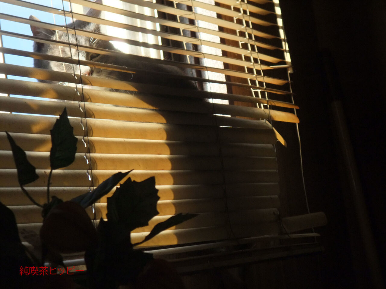 f:id:jkhippie:20200224105721j:plain