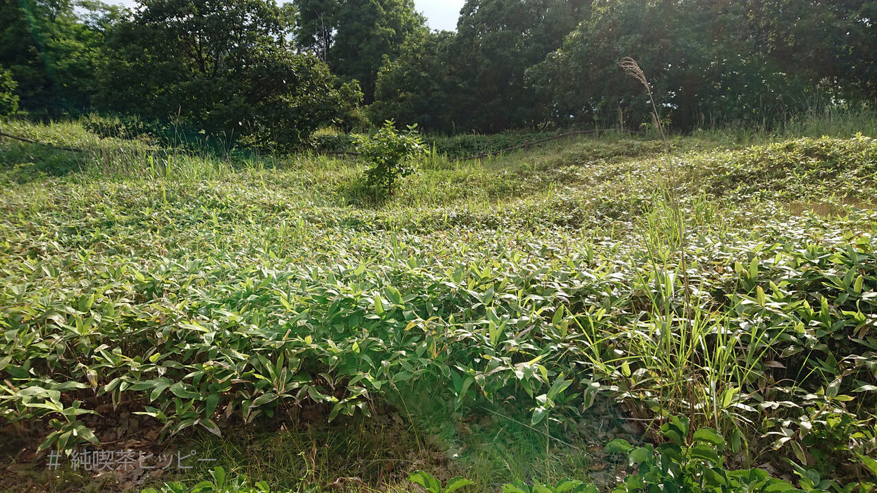 f:id:jkhippie:20200914204003j:plain