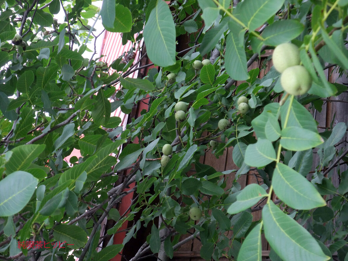 f:id:jkhippie:20191031210657j:plain