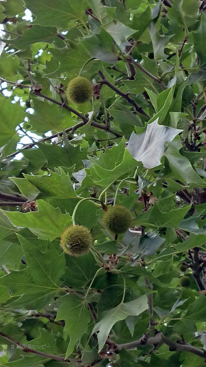 f:id:jkhippie:20200914203941j:plain